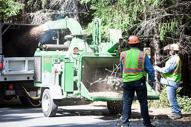 Best Tree Removal Service  in Manheim, PA